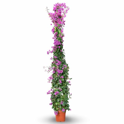 Attitude Jardin - Bougainvillier pyramide - plante fleurie - 200-220 cm - ⌀ 25 cm - plante d'extérieur