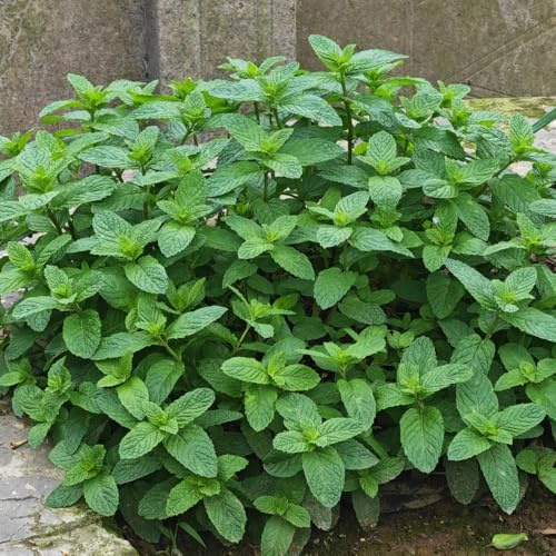 semillas de menta - orgánicas balcón, raras silvestres jardín perenne 250pcs