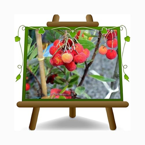 Jordgubbsträd arbutus Unedo – marin körsbär – buske – fruktväxt på blomkruka 26 – träd max 100 cm – 4 år odling Italien