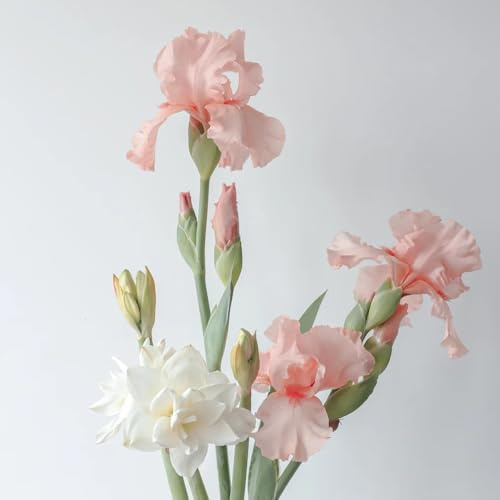 Bulbi di iris, iris decorazione da giardino per esterni rare bulbi a precoce da balcone resistenti per il giardino 6pcs