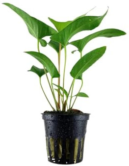 Tropica Anubias gracilis