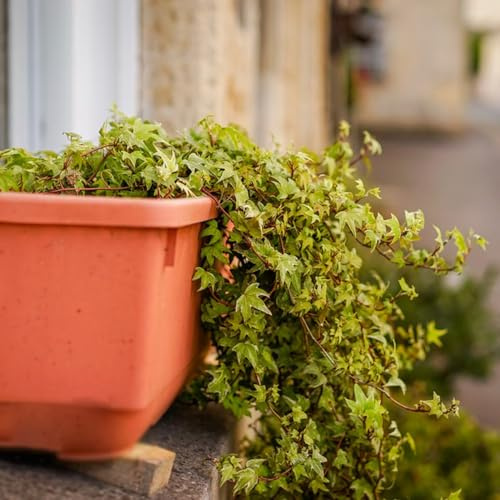 semi di edera appartamento - giardino rampicanti resistenti campo perenni 120pcs