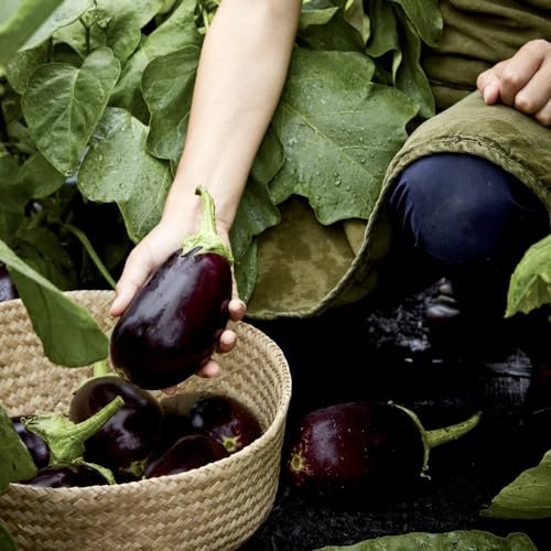 Aubergine 'Genie' F1 Seeds - Early-Producing, High-Yield Variety - Glossy Near-Black Fruits - Ideal for Home Gardening - Prolific and Hassle-Free Harvest - 1x Seed Packet by Suttons