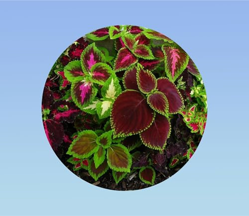 500 graines coleus - vivace - plantes coloris mixtes - blumei - banzai