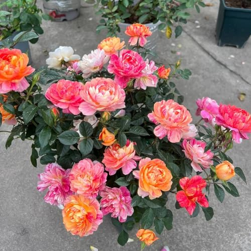 rosal - Rosa chinensis - de interior Parterres elevados el jardín Cubresuelos resistentes jardín en el balcón trepadoras 800semillas