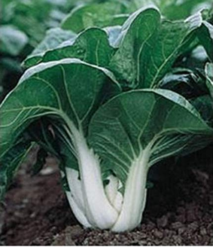 ShopMeeko Seeds:bonsais and Things Bok Choy Pak Choi 200 pcs -Easy Grow
