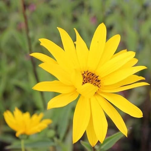 6x Helianthus atrorubens – Vaso 9x9 cm – pianta perenne fioritura gialla giardino