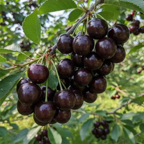 Kirschbaum Grosse Schwarze Knorpelkirsche | Obstbaum in Buschform | Lieferhoehe 120-160 cm | Reifezeit Mitte Juli | Bestaeuber empfohlen |