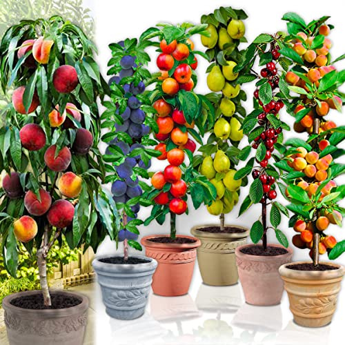 Árboles frutales en columna - Lote de 12 árboles (2 cerezos, 2 manzanos,2 perales, 2 albaricoqueros, 2 melocotón, 2 Ciruela) - 80cm de altura - Ideal para balcones, terrazas, pequeños jardines