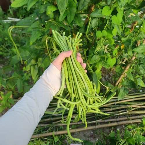 semillas de frijol de jardín - invierno variedades antiguas 15pcs