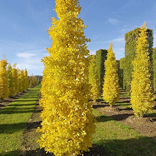 Ginkgo biloba Fastigiata Blagon-Maidenhair Tree Grafted - Plant in 1 L Pot
