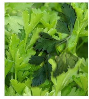100 Italian Giant Parsley Seeds – Non-GMO, Heirloom, Premium Quality for Fresh Flavor & Lush Gardens