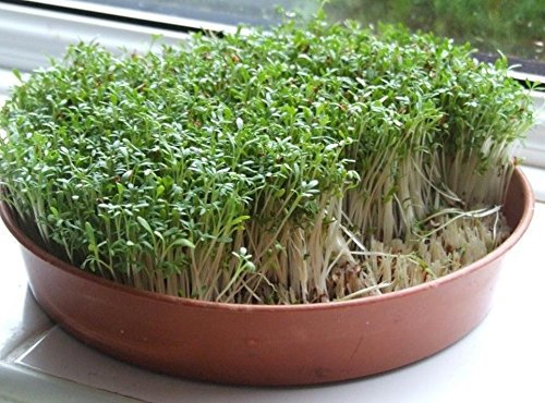 Graines de cresson frisé Barbarea Verna praecox jardin potager cultiver Paquet de 100 graines