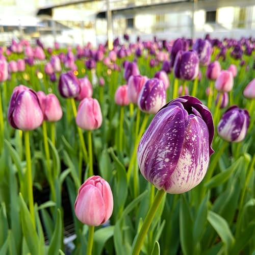 15Rhizom tulpenzwiebeln - Winterharte mehrjährige Seltene zimmerpflanze