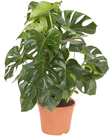 DECOALIVE Monstera Deliciosa Premium Planta Natural de Interior de Máxima Calidad