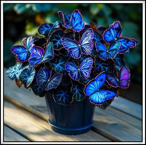 Rizoma de hosta perenne, Mariposa de medianoche, Resistente a la sombra y al frío, Adecuado para plantar en interiores y exteriores.-b-3 Rizomas