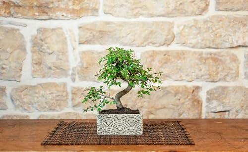 Bonsai 6 Anni con Portavaso Decorativo orientale (Orientale, Zelkova Parvifolia)