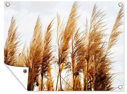 MuchoWow Poster exterieur Herbe de la pampa - Soleil - Herbe Decoration murale 40x30 cm Résistant aux intempéries/soleil