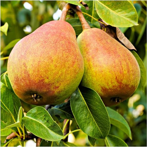 Doyenne Du Comice Pear Tree 4-5ft, Dessert Pear with Fine Flavour 3fatpigs®