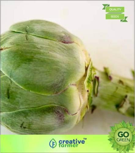 Semenze di carciofo chardon di Perenne Gruppo Girasole Famiglia