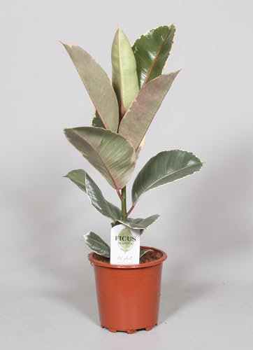 Ficus Elastica Tineke - 50-60cm - Ø17cm - Pianta d'appartamento - Sempreverde