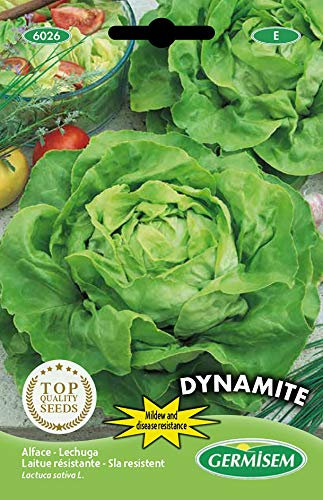 Germisem Dynamite Graines de Laitue 0.5 g EC6026 Multicolore