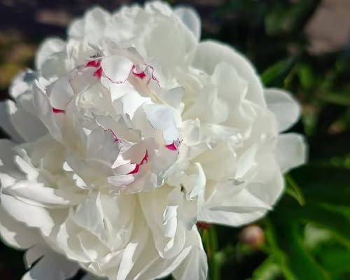 I bulbi di peonia dal profumo intenso sono adatti alla piantagione in giardino, con colori eleganti e nobili-1bulbi-B