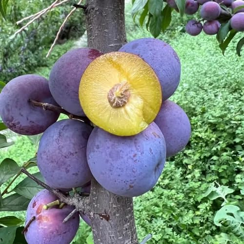 semillas de ciruelo - resistentes interior variedades antiguas 8pcs