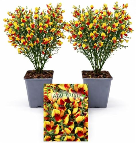 POWERS TO FLOWERS - GINESTRA GIALLA-ROSSA, VARIETA' 'ANDREANUS', VASO 12CM DIAMETRO, 2 PIANTE, pianta vera