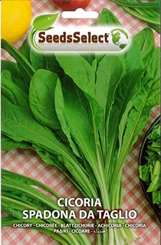SEMI SEMENTI DI CICORIA SPADONA DA TAGLIO BUSTINA MAXI