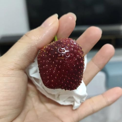 350 pcs Erdbeer Samen, Erdbeersamen kaufen geschenke für gartenliebhaber, Erdbeeren Pflanzen obstsamen winterfeste pflanzen für balkon, Säulen Obstbäume, Hochbeet Balkon Bonsai Topf,