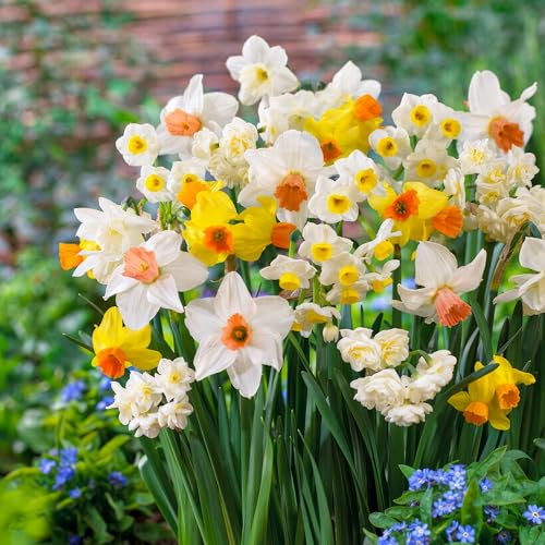 Bulbi Fiori Perenni da Esterno - 25 Bulbi di Narciso Tazetta Collezione - Piante e Fiori Esclusivi dall'Olanda - Profumati - per giardino, vasi e balcone (non semi, non artificiali)