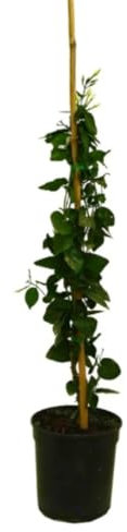Planta natural Jazmín Arabe, Jasminum Sambac, 100-110 cm. Arbusto trepador de flores blancas muy fragantes, ideal para jardines cálidos y aromáticos. Segura Garden.