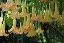 Brugmansia suaveolens Giallo | 20_Seeds