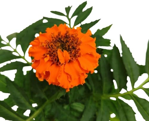 Planta Natural de Tagete para Exterior – Flores de Colores Vibrantes y Gran Adaptabilidad