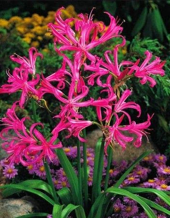 Nerine - Bowdenii - paquet de 2 pieces - bulbes/tubercule/racine