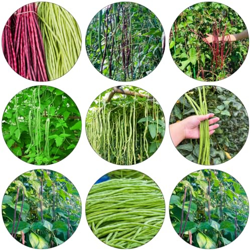 frijoles medidores Frijol medidor de invierno decorativas de cocina semillas variedades tradicionales jardín 300pcs