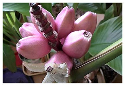 Pcs - 10x Musa (Bananier) Velutina Zwerkbanane Fruits Plantes - Graines B1806 - Seeds & Plants Shop by Ipsa