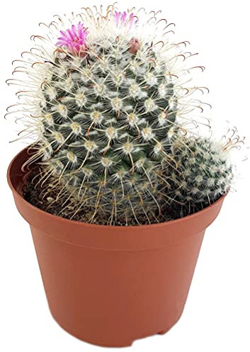 Fangblatt - Mammillaria bombycina - exotischer Kaktus im Ø 12 cm Topf - pflegeleichte Zimmerpflanze