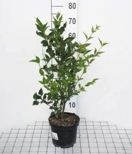 Syringa patula 'Miss Kim' - Lilas De Chine, Lilas Superbe, 40-60 cm en pot