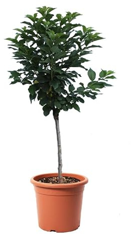 Ciliegio Durone di Vignola