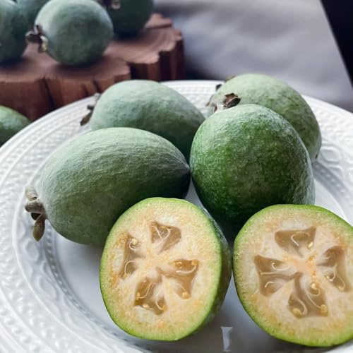feijoa da interno per da semi di feijoa semi di rari cespugli bacche colonnari balcone giardino perenni resistenti 60semi