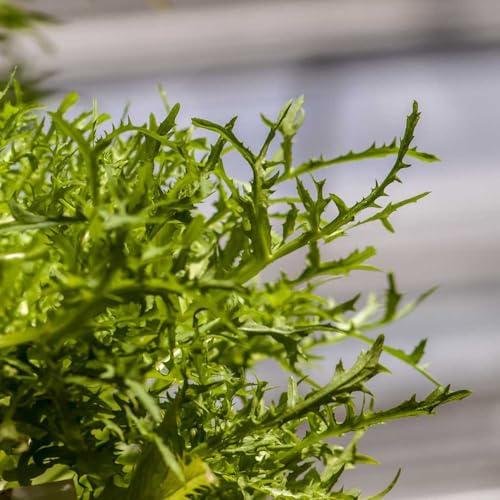 indivie resistenti per giardini rocciosi semi di indivia da orto aromatiche da giardino resistenti in vaso rampicanti esotiche Acquista piantine di invernali 250semi