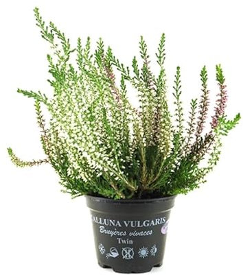 Brezo Mediterráneo - Planta Arbustiva y Ornamental - Mix de Colores