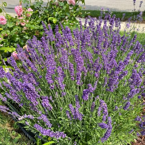 semi di lavanda perenni resistenti, aiuole rialzate balcone 800pcs