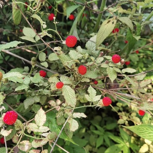 semillas de fresa silvestre perenne - resistentes balcón 50pcs