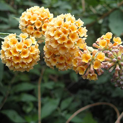 3 x Arbre aux papillons 'Sungold'- Buddleja 40-60 cm en conteneur - Fleurs Jaunes Parfumées sur un Arbuste aux Papillons Majestueux