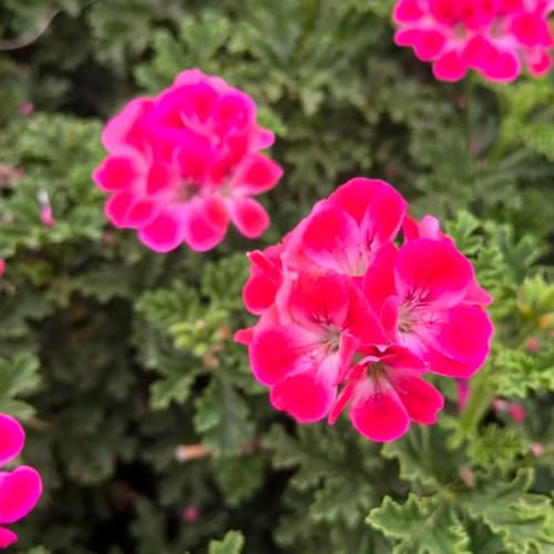 Pelargonium graveolens semillas Geranio limón de verano de cocina silvestres balcón silvestres primavera decoración cocina jardín cortadas prado, siembra otoño, 55pcs