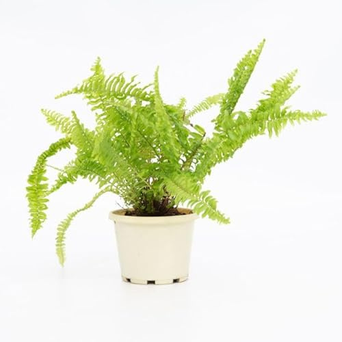 Helecho Común Natural Planta de Interior de Bajo Mantenimiento