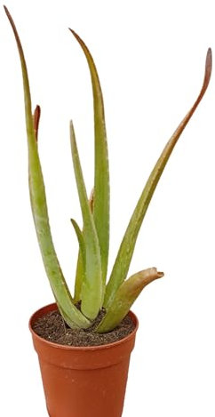 pianta vera di aloe vera, succulenta